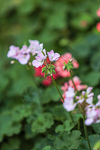夏日花卉图片
