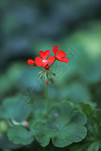 夏日花卉背景图片