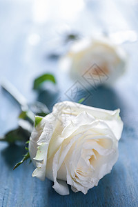 夏日玫瑰蓝色蔷薇玫瑰高清图片