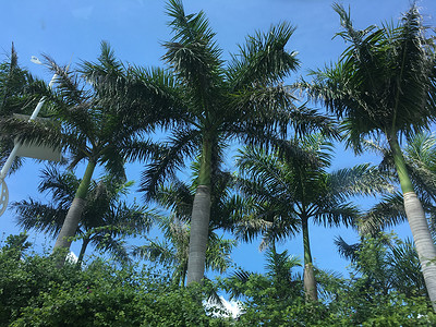 三亚椰树林深色椰子树林高清图片