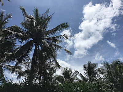 三亚椰树林背景图片