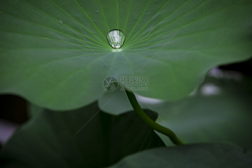 清凉一夏图片