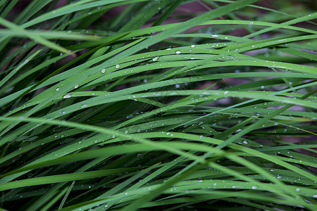 滴水绿草背景图片