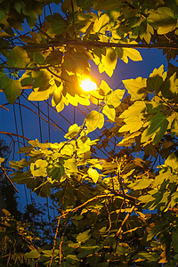 单身联盟夏日夜夏日的夜背景