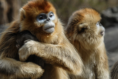 武当山神农架景区国宝金丝猴背景图片