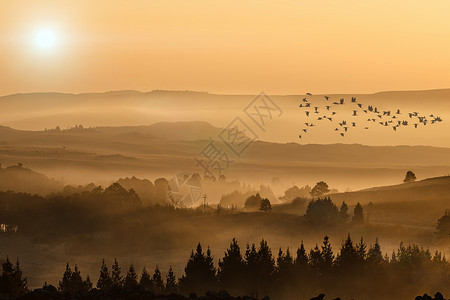 雾的早晨日落飞鸟设计图片