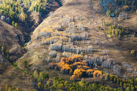 新疆禾木草原秋景黄叶背景图片