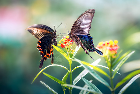 蓝底花花丛中的两只蝴蝶背景