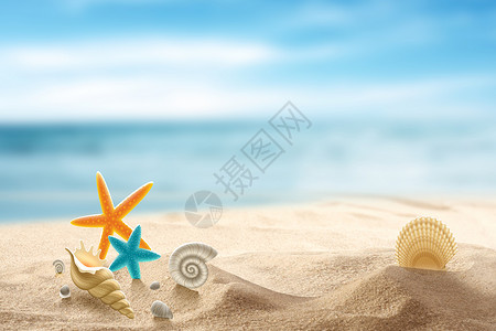 红扇贝海边沙滩设计图片
