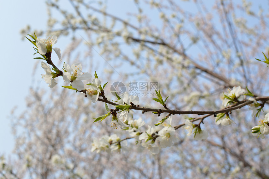 樱花图片