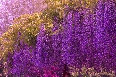 盛开的紫藤花紫藤背景