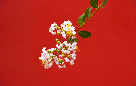 红色细长花瓣红墙下的鲜花背景