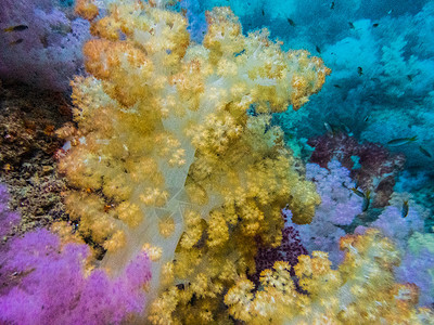 海洋生物彩色鱼七彩珊瑚背景