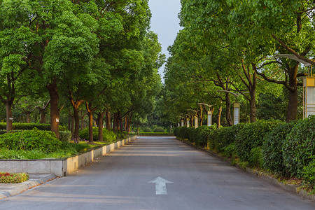 树荫路上海视觉艺术学院校园路背景