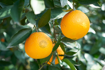 矢量果树橙子背景