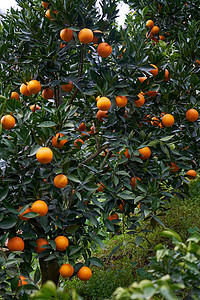 橙子新鲜果林高清图片