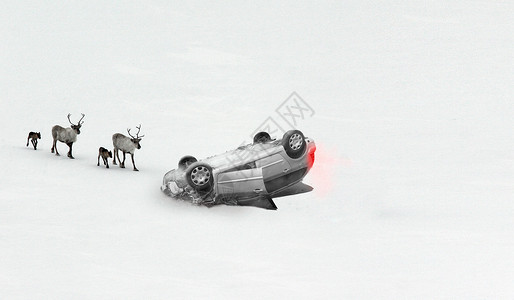 车下雪白色雪地翻车出车祸麋鹿简约壁纸设计图片