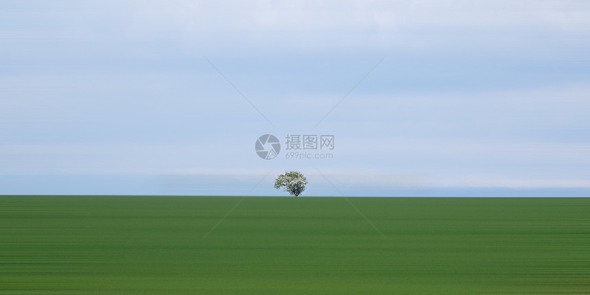 草原上的一颗树图片