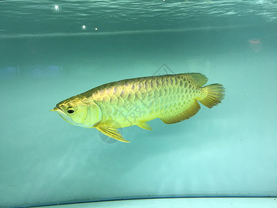 水族馆里金龙鱼背景图片