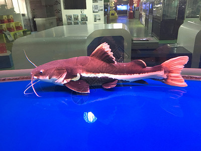 海洋大鱼水族馆里的大鱼背景