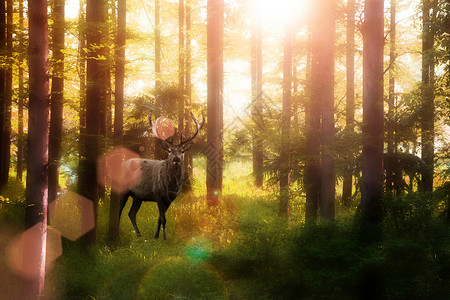 树干森林森林中的鹿设计图片