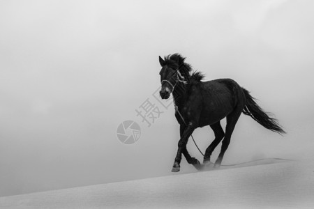青海湖沙岛飞驰的马高清图片