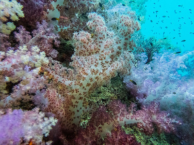 蓝色七彩彩色珊瑚浮潜背景