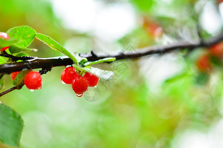 红红的樱桃背景图片