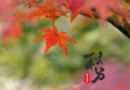 秋分金黄枫叶背景图片