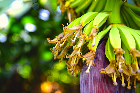 香蕉天然香蕉芽高清图片