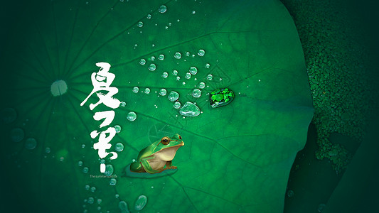 红眼树蛙夏日节气设计图片