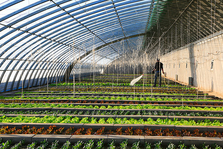 农业现代蔬菜大棚背景