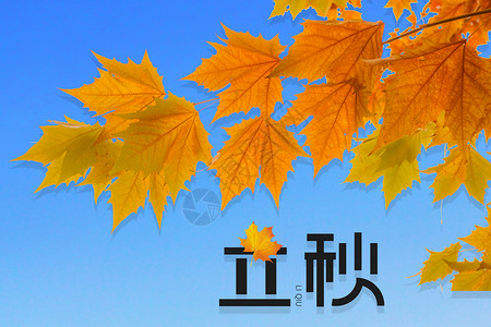 枫叶蓝天立秋设计图片