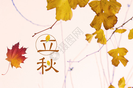 红色枫叶素材立秋设计图片
