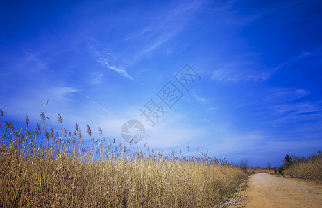 风轻云淡芦苇荡夏芦苇高清图片