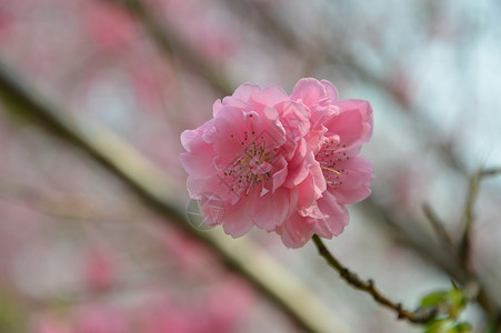 樱花背景图片