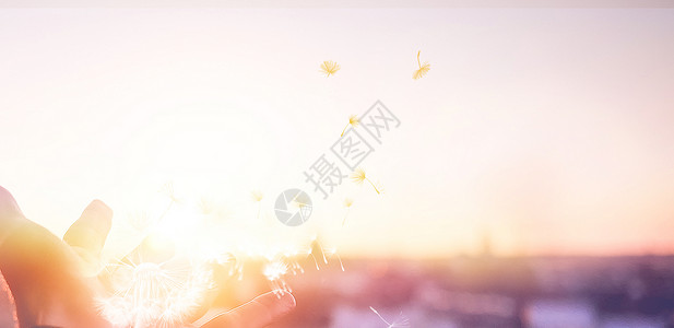 阳光飞翔蒲公英唯美背景设计图片