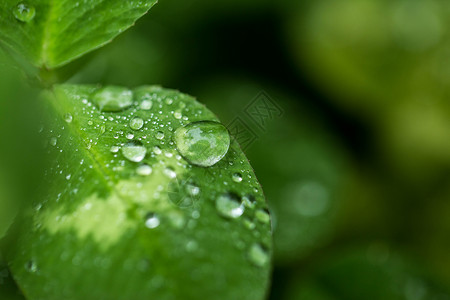 草螺纹水滴清晨的露珠微距背景