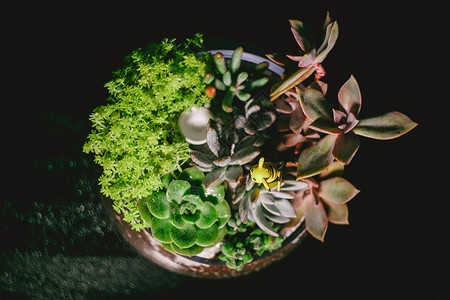 肉球多肉植物盆景背景