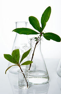 素材库纯绿色玻璃器皿绿植实验背景