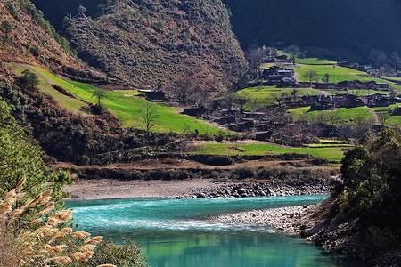 怒江州绿色的芦苇高清图片