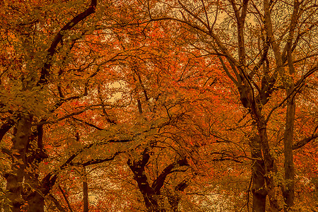 红枫树林初秋背景