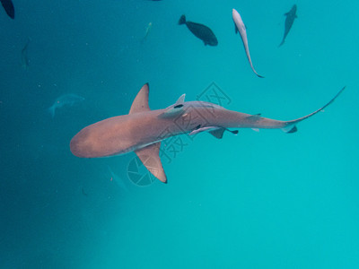 黑尖礁鲨潜水海洋背景