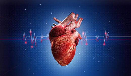观察生物心脏与心电图背景设计图片