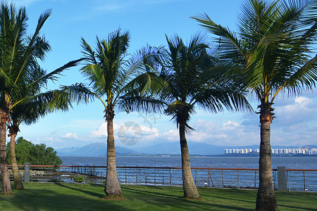 阳光下椰子树海边椰子树背景