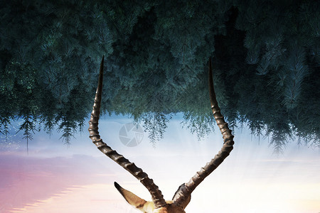 黑翅长腿鹬迷雾森林中的羚羊设计图片