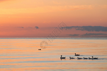 自然保护景区青海湖里的家庭背景