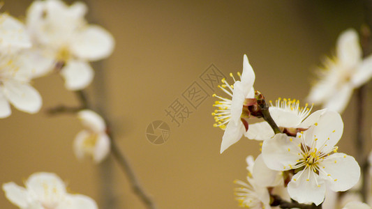 腊梅背景白色梅花素材高清图片