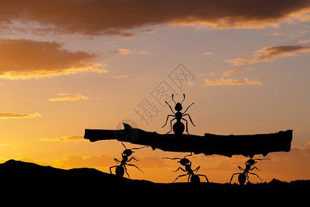 抬着抬树的蚂蚁剪影设计图片