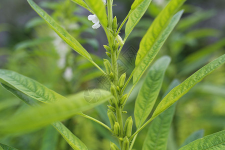 芝麻开花节节高高清图片